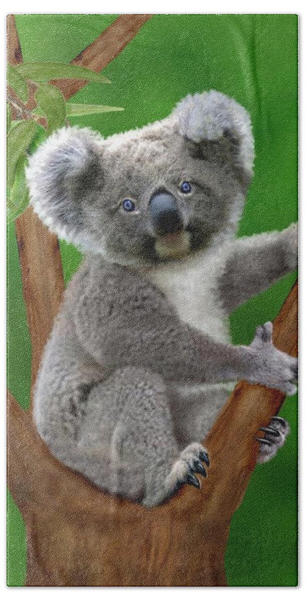 Cute Koala Bears Beach Sheet featuring the digital art Blue-Eyed Baby Koala by Glenn Holbrook
