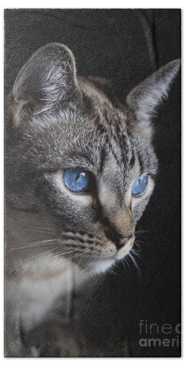 Tabby Beach Towel featuring the photograph Blue Eyes by Diane Macdonald