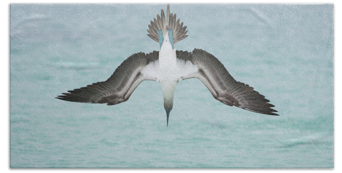 531713 Beach Towel featuring the photograph Blue-footed Booby Plunge Diving by Tui De Roy