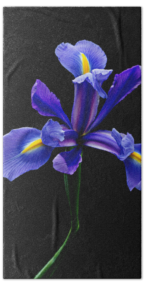 Iris Beach Towel featuring the photograph Blue Iris Beauty by Mary Jo Allen