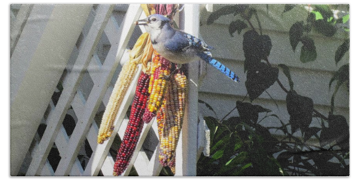 Blue Jay Beach Towel featuring the photograph Blue Jay II by Elizabeth Dow