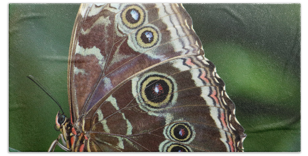 Photography Beach Towel featuring the photograph Blue Morpho at Rest by Jackie Farnsworth