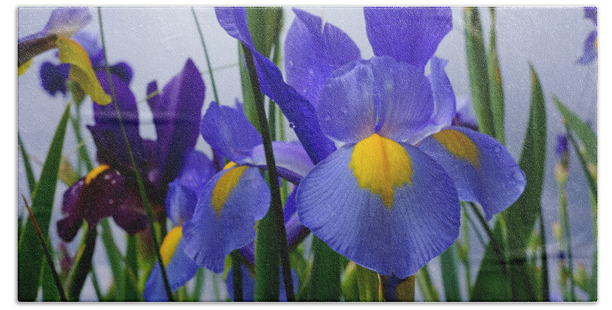 Bearded Irises Beach Towel featuring the photograph Blue Purple Iris Flowers Art Prints by Patti Baslee