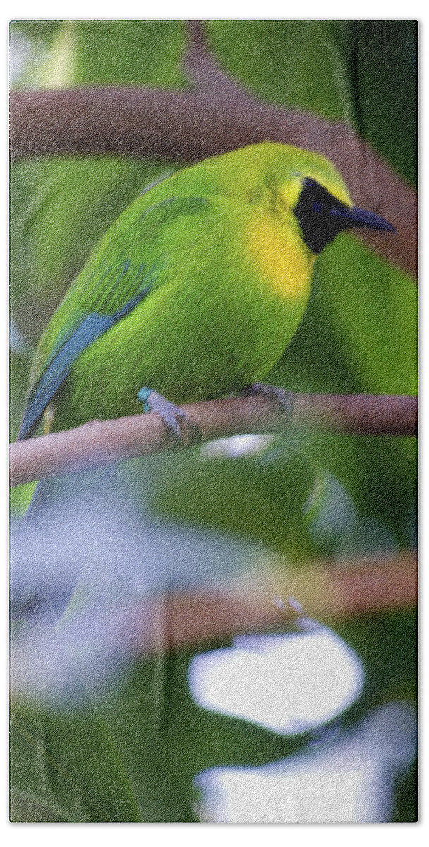 The Leafbird's Beach Towel featuring the photograph Blue Winged Leafbird by M Three Photos
