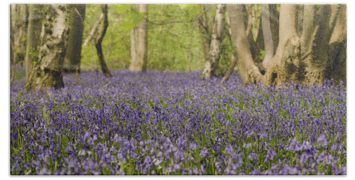 Forest Beach Towel featuring the photograph Bluebell Woods by Spikey Mouse Photography