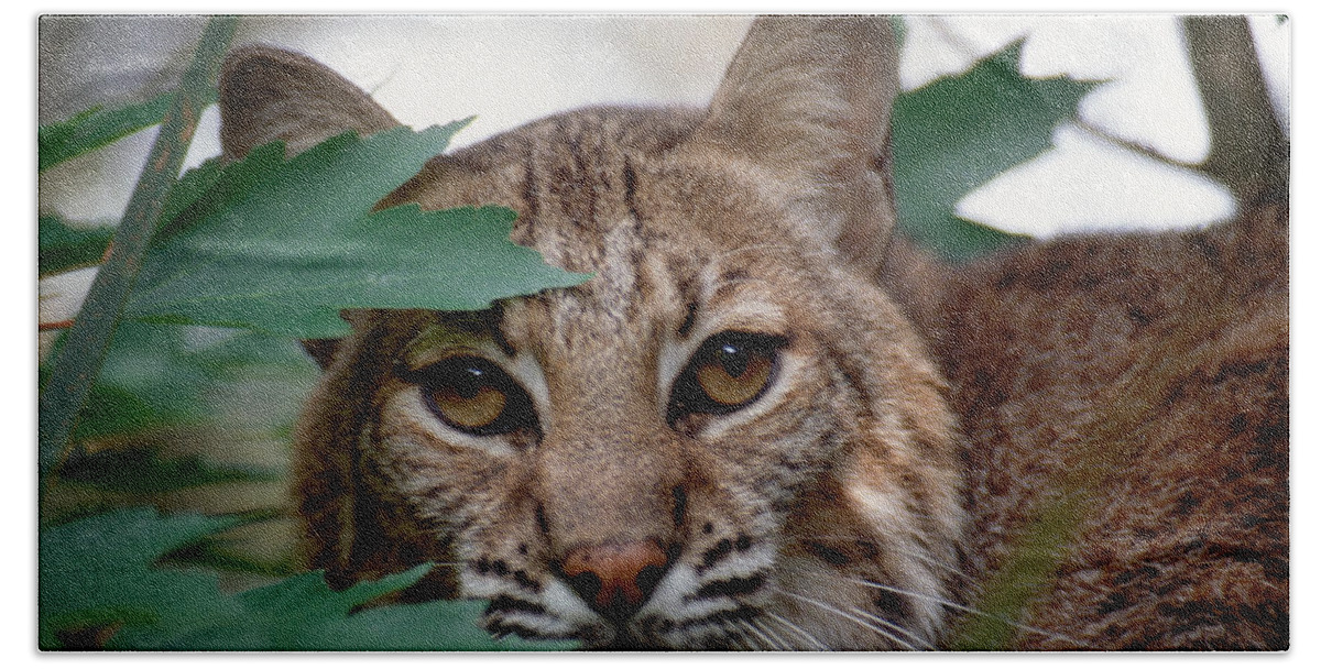 Bobcat Beach Towel featuring the photograph Bobcat with maple leaves by Bradford Martin