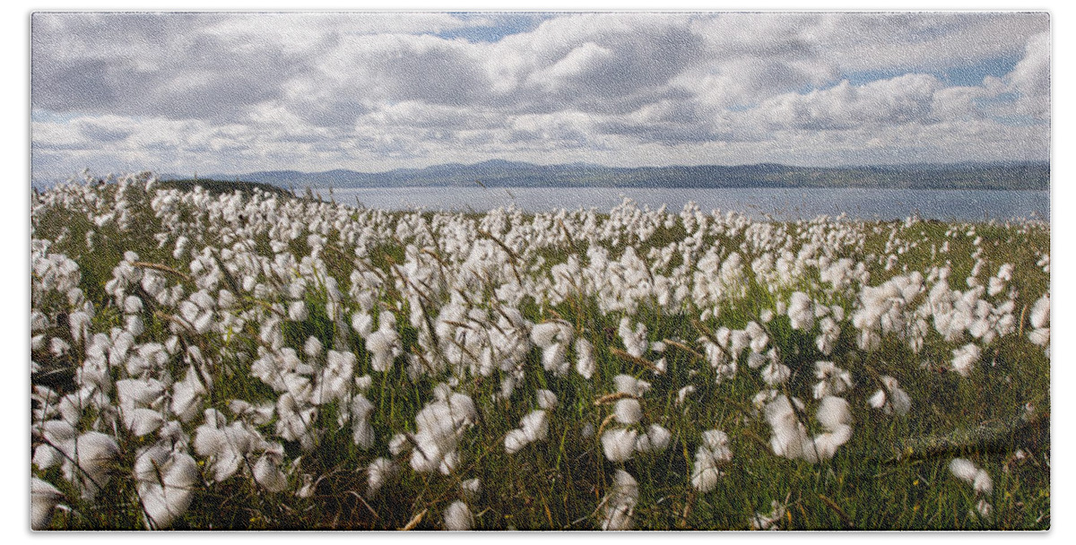 Binevenagh Beach Towel featuring the photograph Bog Cotton on Binevenagh by Nigel R Bell