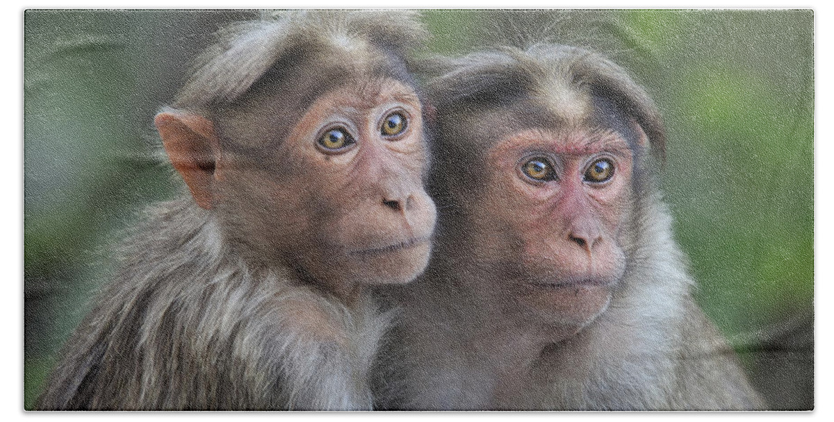 Thomas Marent Beach Towel featuring the photograph Bonnet Macaque Pair Huddling India by Thomas Marent