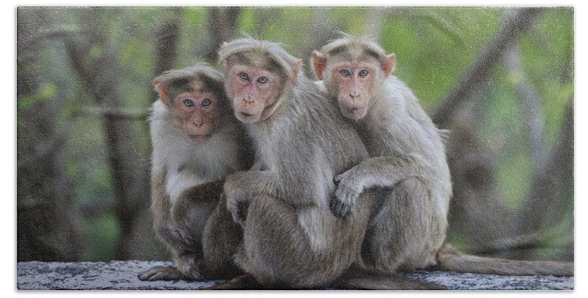 Thomas Marent Beach Towel featuring the photograph Bonnet Macaque Trio Huddling India by Thomas Marent