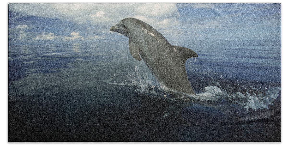 Feb0514 Beach Towel featuring the photograph Bottlenose Dolphin Leaping Honduras by Konrad Wothe