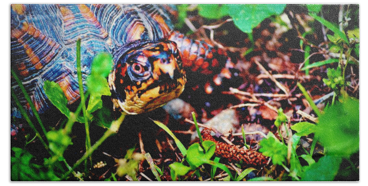 Turtle Beach Sheet featuring the photograph Box Turtle by Tara Potts