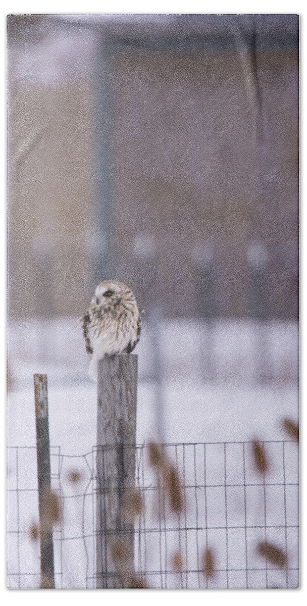 Short Eared Owl Beach Towel featuring the photograph Braving the Snow by Tracy Winter