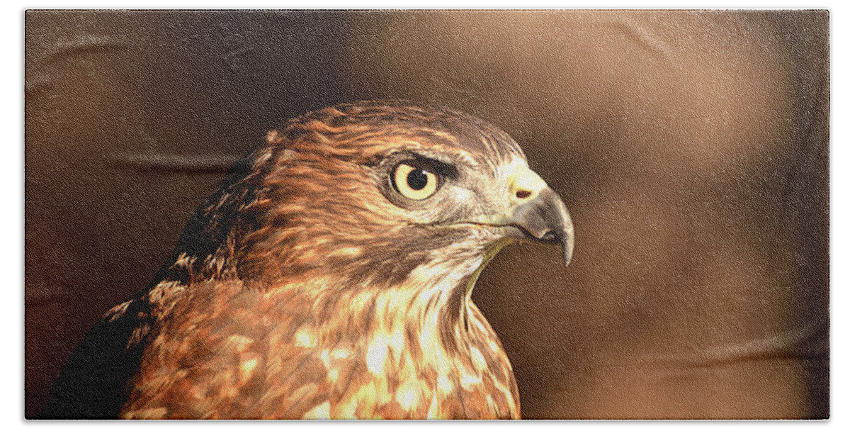 Broad-winged Hawk Beach Towel featuring the photograph Broad-winged Hawk by Nancy Landry