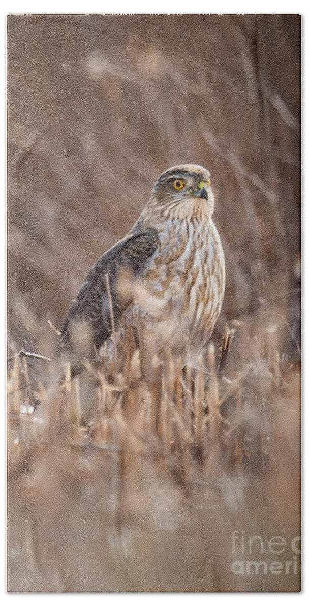 Avian Beach Towel featuring the photograph Broad-winged Hawk by Ronald Lutz