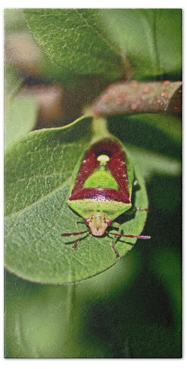 Insects Beach Towel featuring the photograph Martini Glass by Jennifer Robin