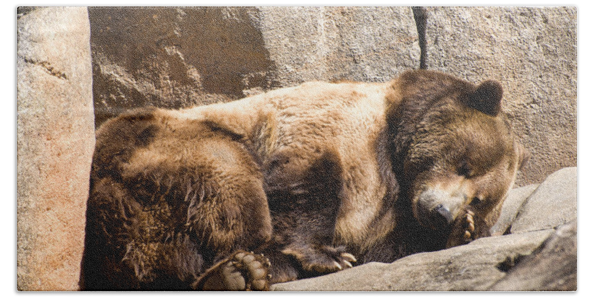 Brown Bear Beach Towel featuring the photograph Brown bear asleep again by Flees Photos