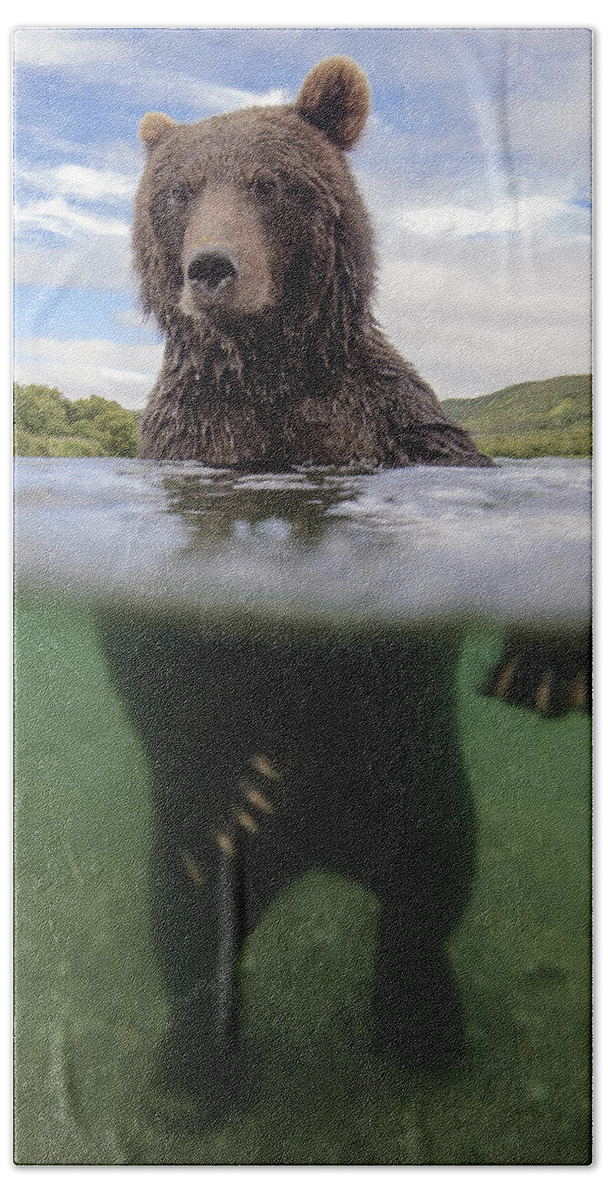 Feb0514 Beach Towel featuring the photograph Brown Bear In River Kamchatka Russia by Sergey Gorshkov