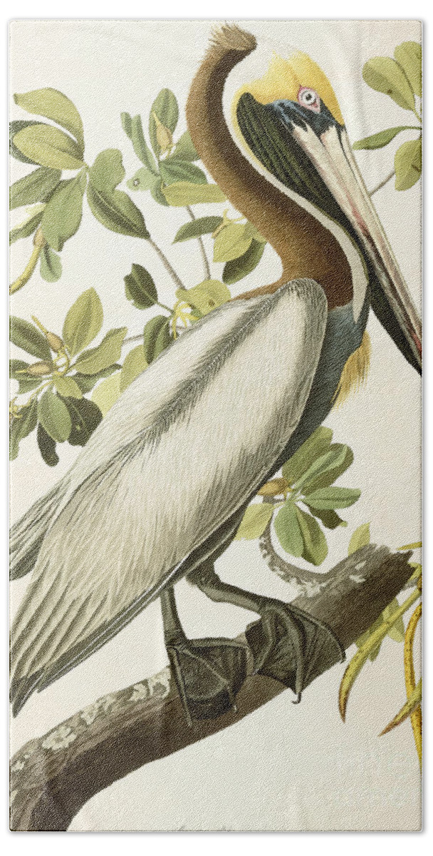 Brown Pelican Beach Towel featuring the painting Brown Pelican by John James Audubon