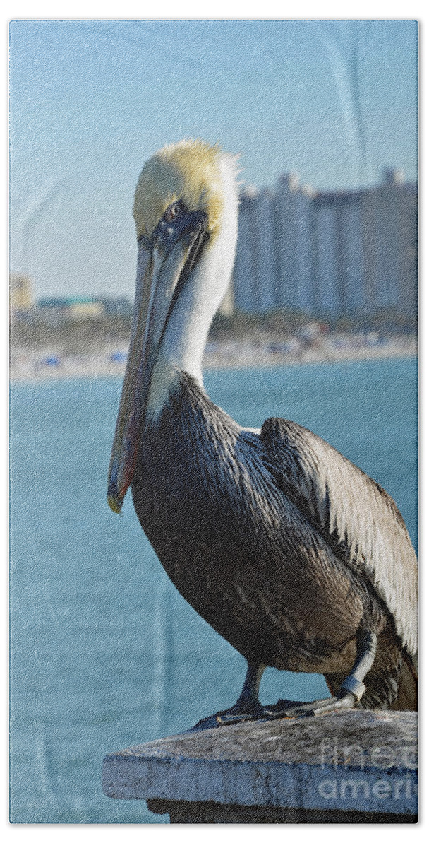 Pelican Beach Towel featuring the photograph Brown Pelican by Robert Meanor