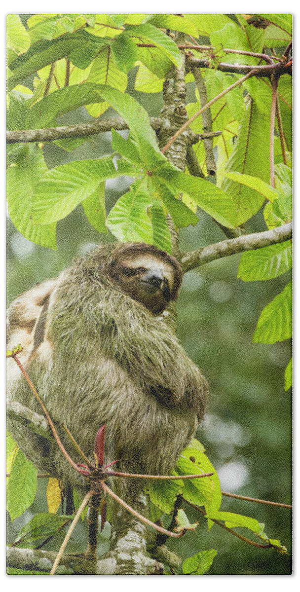 Animal Themes Beach Towel featuring the photograph Brown-throated Sloth Bradypus by Josh Miller