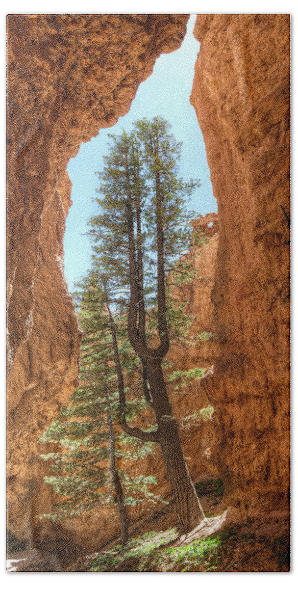 Pine Tree Beach Towel featuring the photograph Bryce Canyon Trees by Tammy Wetzel
