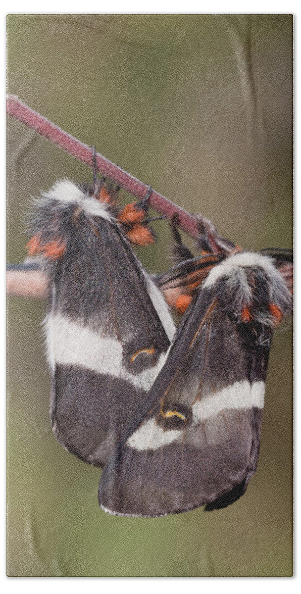 Adult Moth Beach Towel featuring the photograph Buck Moths Mating by Jeffrey Lepore