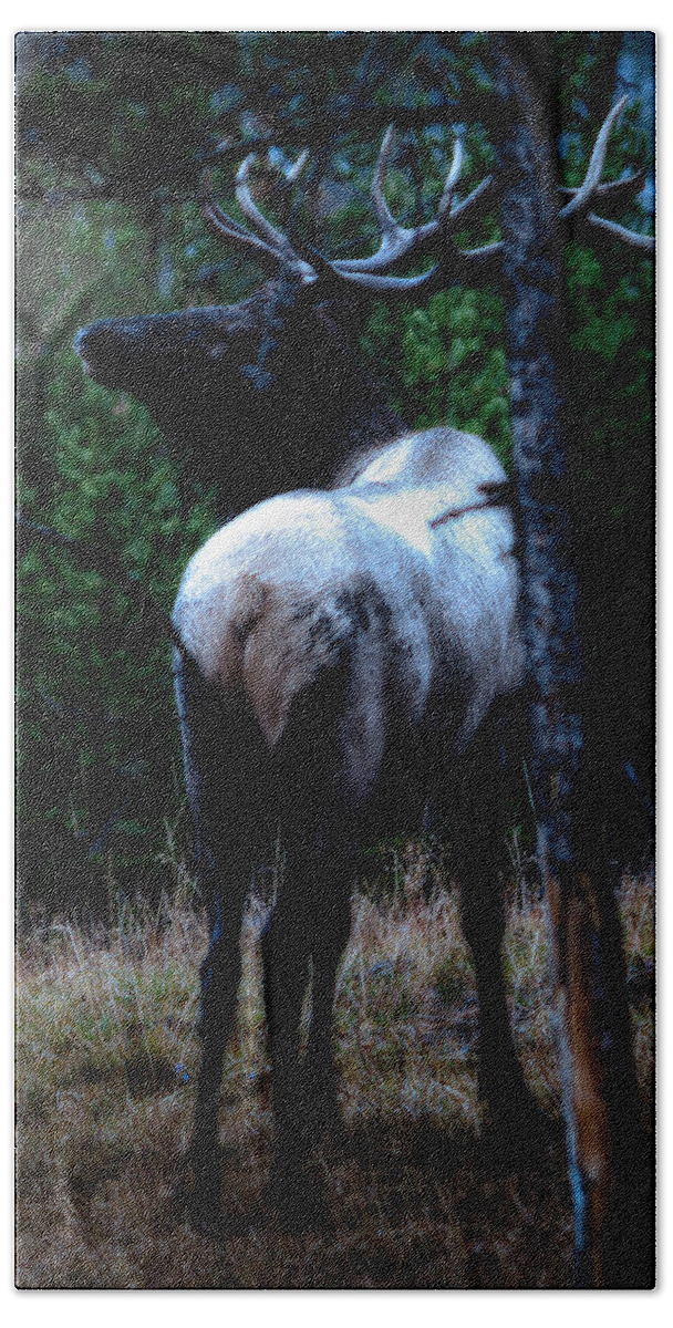 Wyoming Beach Sheet featuring the photograph Bull Elk in Moonlight by Lars Lentz