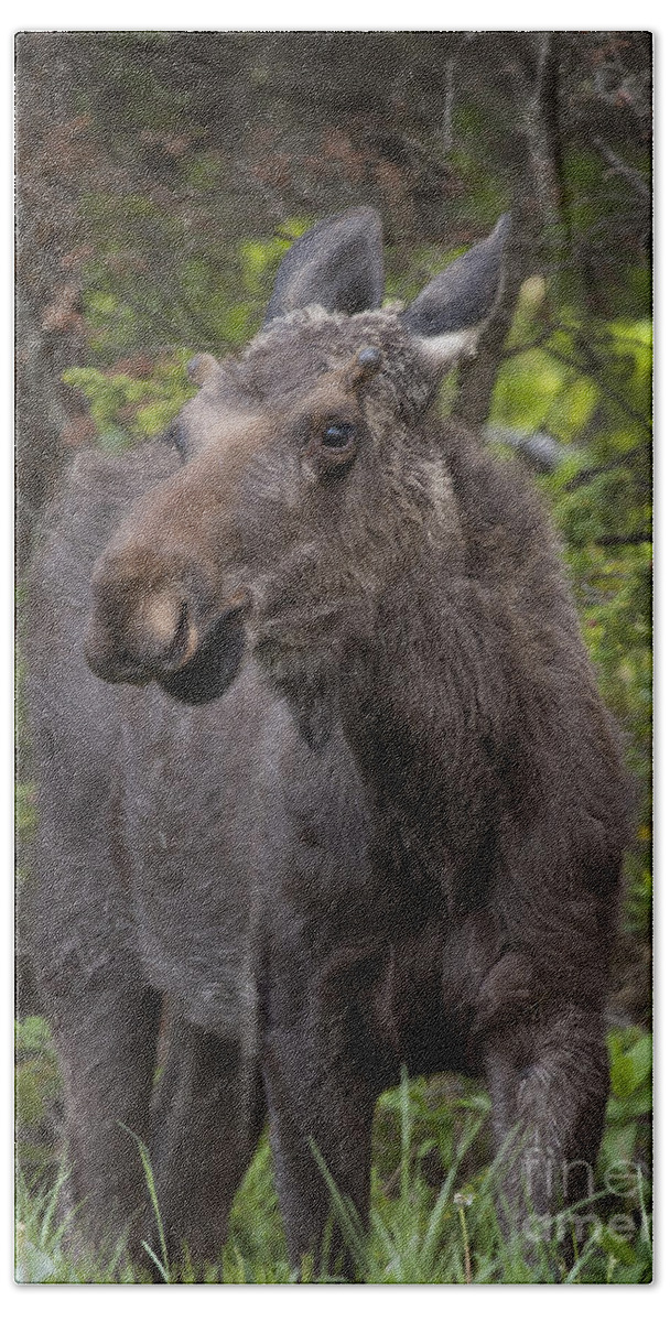 Moose Bull Moose Beach Towel featuring the photograph Bull Moose  #5654 by J L Woody Wooden