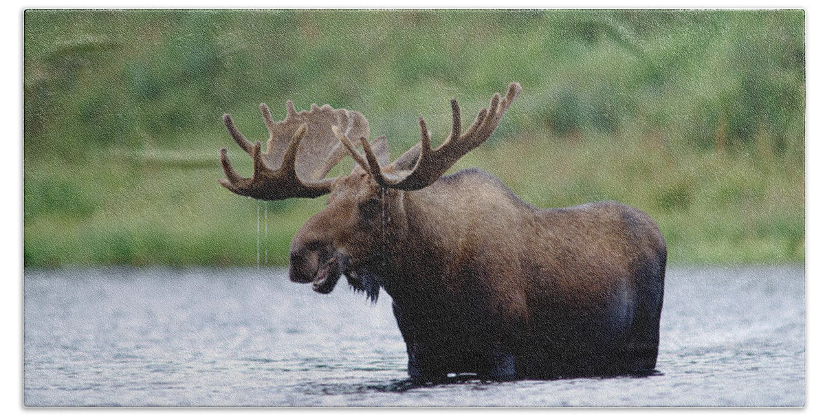 Feb0514 Beach Towel featuring the photograph Bull Moose Feeding In Lake North America by Tim Fitzharris