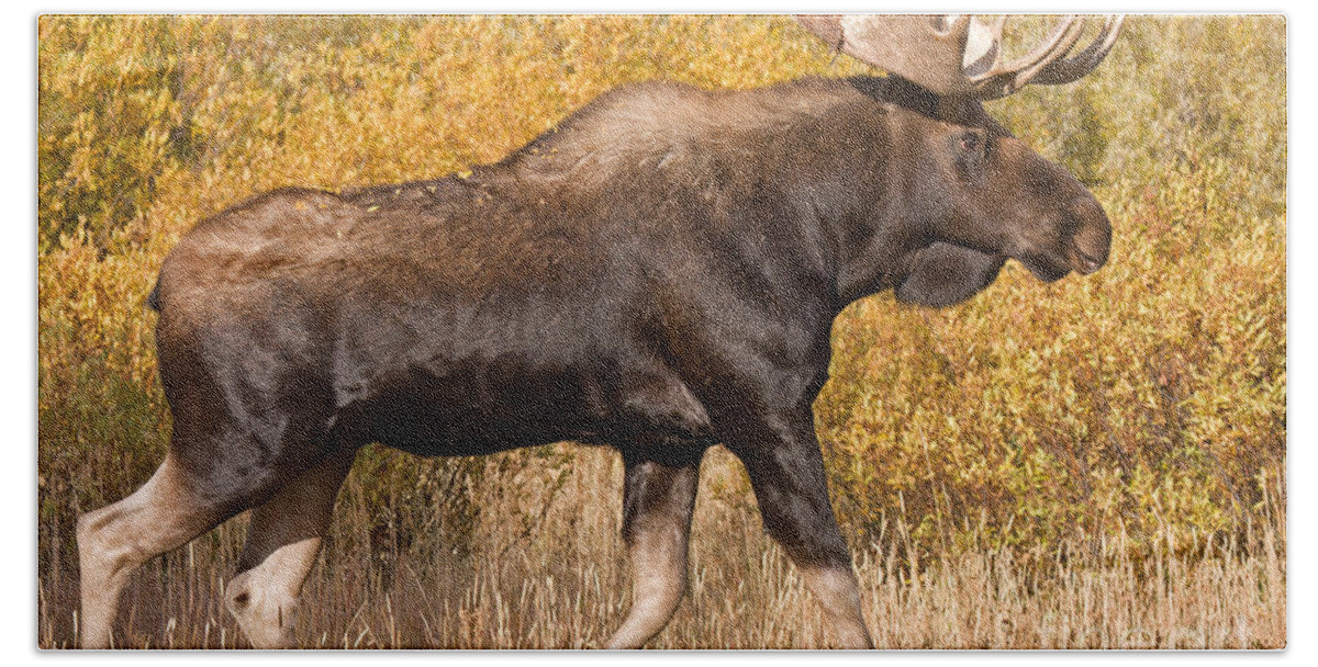 Alces Alces Beach Towel featuring the photograph Bull Moose Grand Teton National Park by Fred Stearns