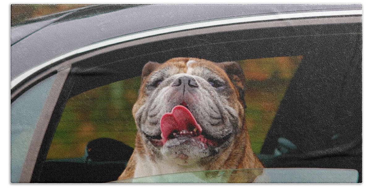 English Bulldog Beach Sheet featuring the photograph Bulldog Bliss by Jeanette C Landstrom
