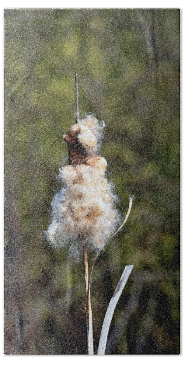 Europe Beach Towel featuring the photograph Bulrush Seed Head, Disintegrating by Rod Johnson