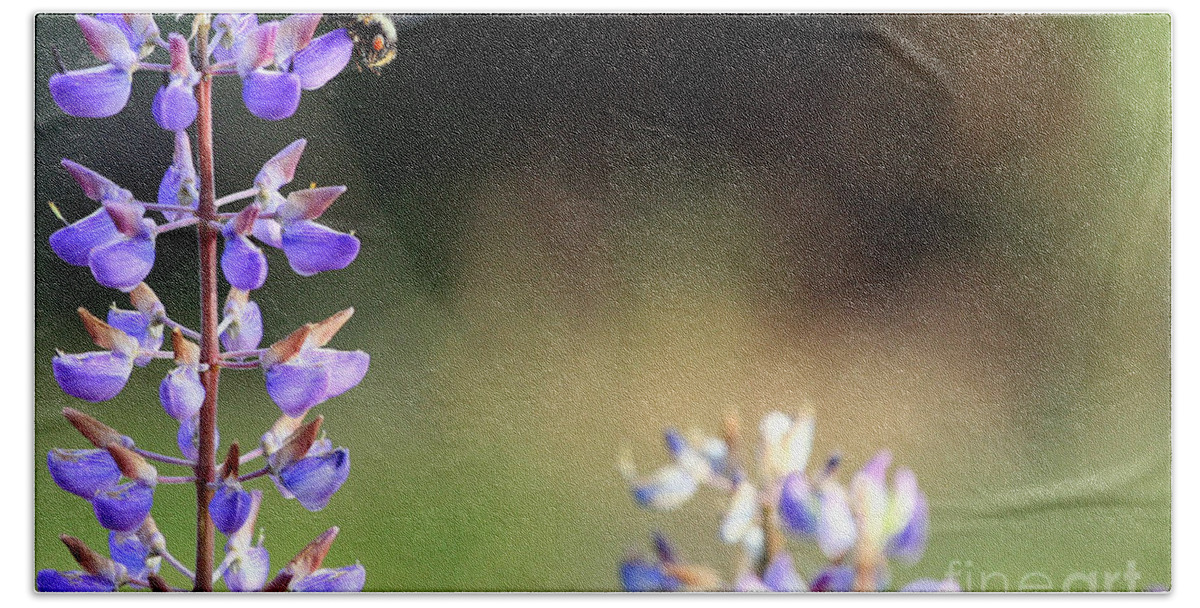 Botanical Beach Sheet featuring the photograph Bumble Bee on Lupine by Rich Collins