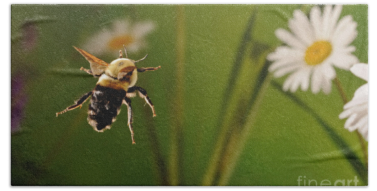 Bee Beach Towel featuring the photograph Bumblebee In Flight by Scott Linstead