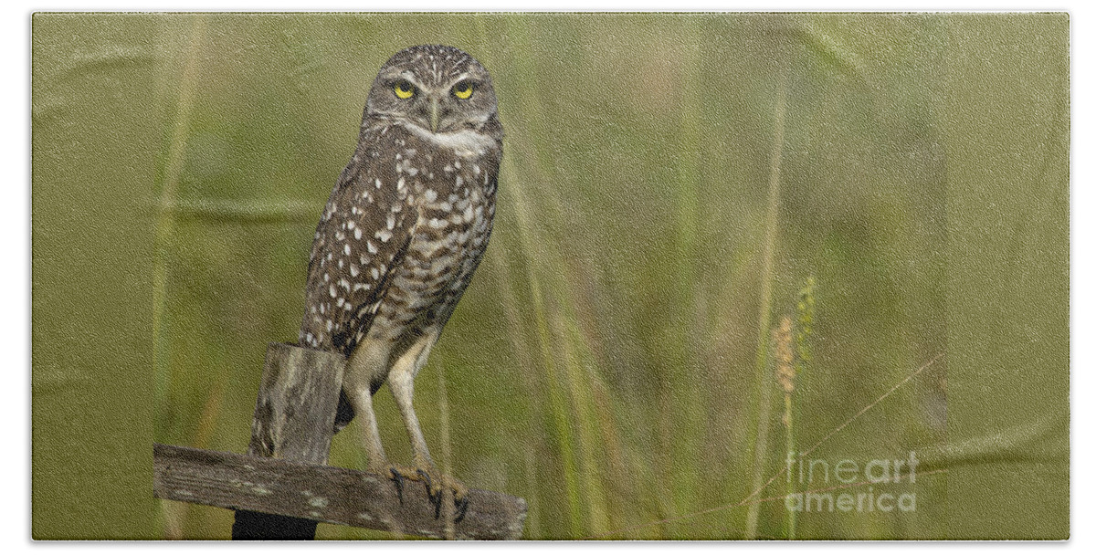 Burrowing Owl Beach Towel featuring the photograph Burrowing Owl Stare by Meg Rousher
