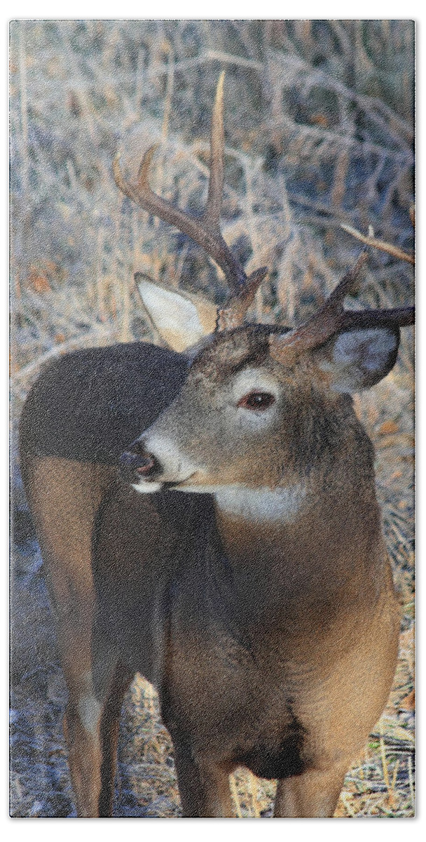 Buck Beach Towel featuring the photograph Busted Antlers by Shane Bechler