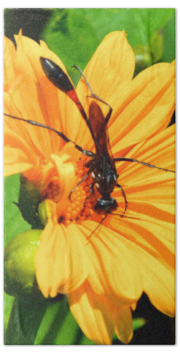 Insect Beach Towel featuring the painting Busy as a Bee by AnnaJo Vahle