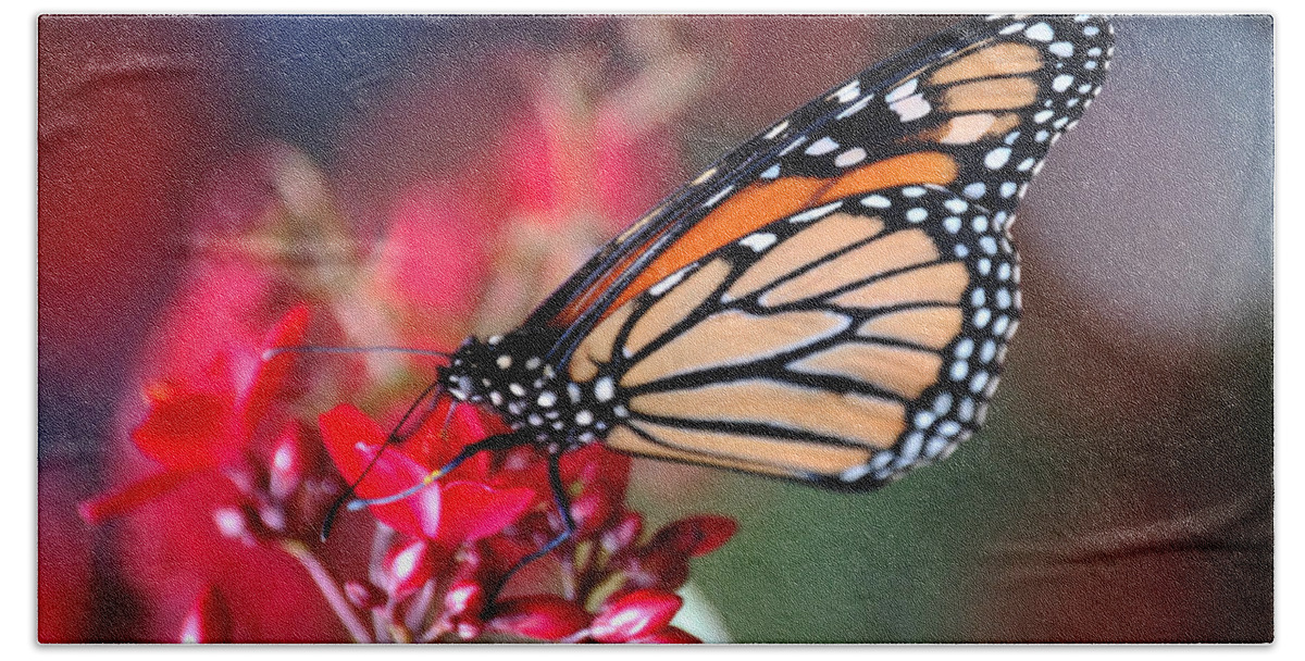 Butterfly Beach Sheet featuring the photograph Butterfly 2 by Leticia Latocki