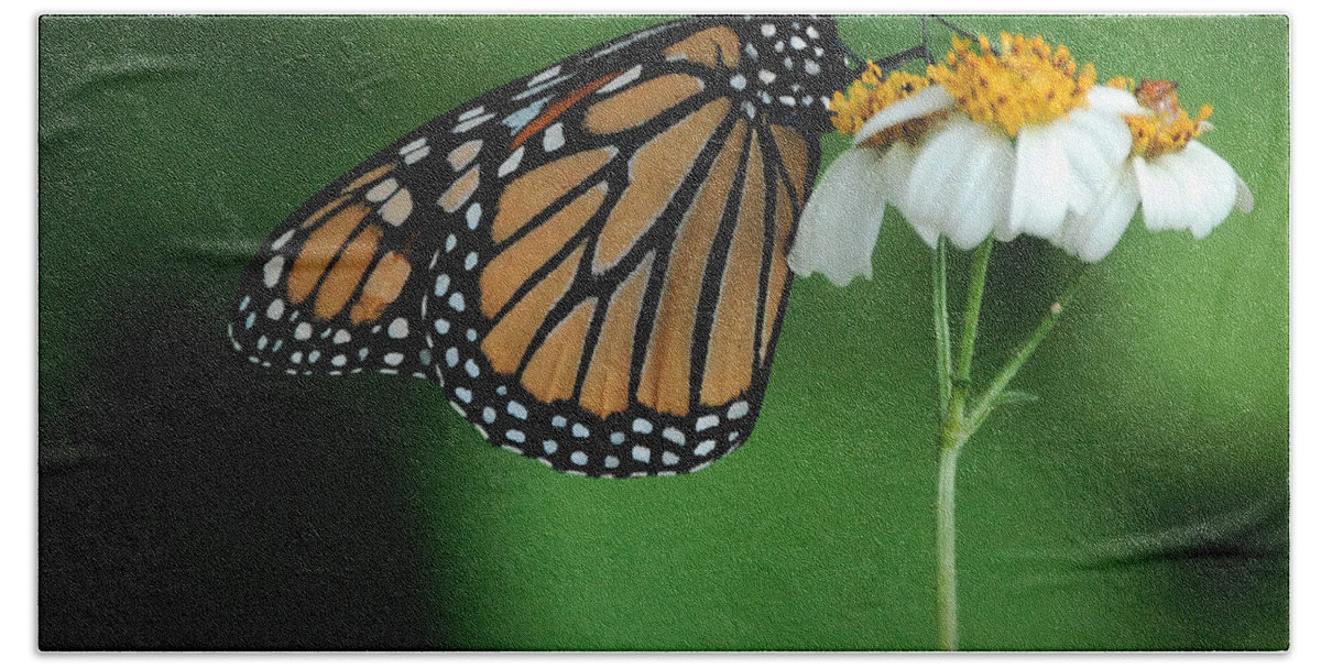 Flower Beach Sheet featuring the photograph Butterfly 3 by Leticia Latocki