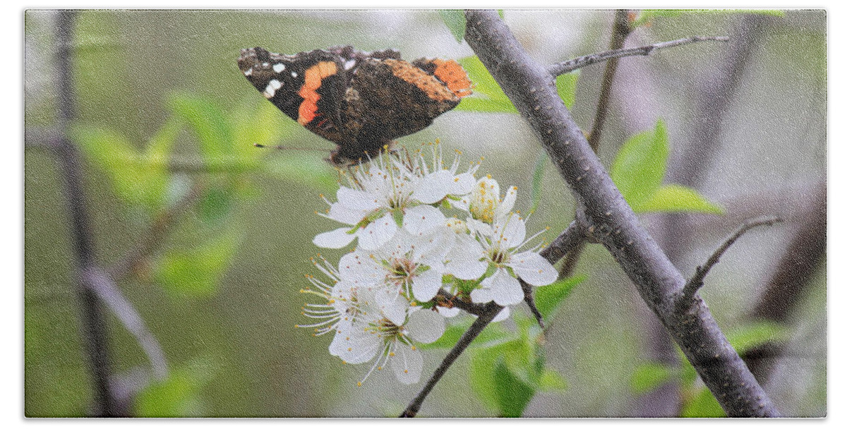 Red Admiral Butterfly Beach Sheet featuring the photograph Butterfly and Apple Blossoms by Penny Meyers