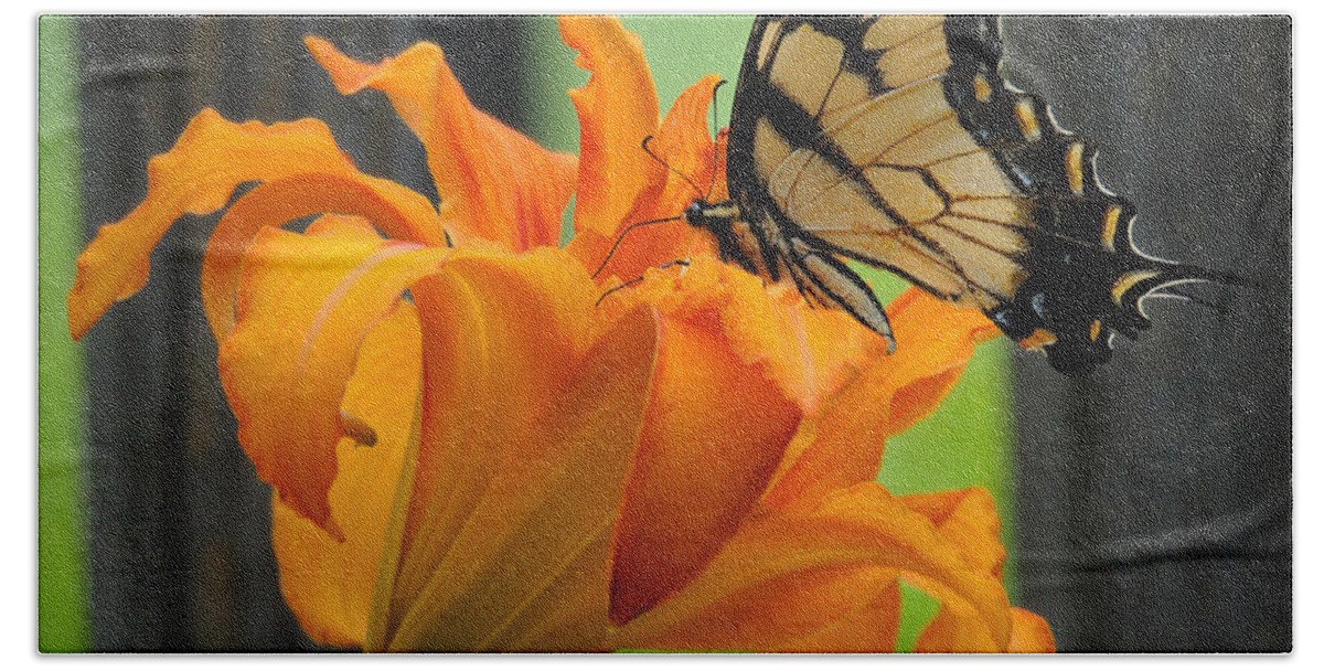 Butterfly Beach Sheet featuring the photograph Butterfly by David Hart