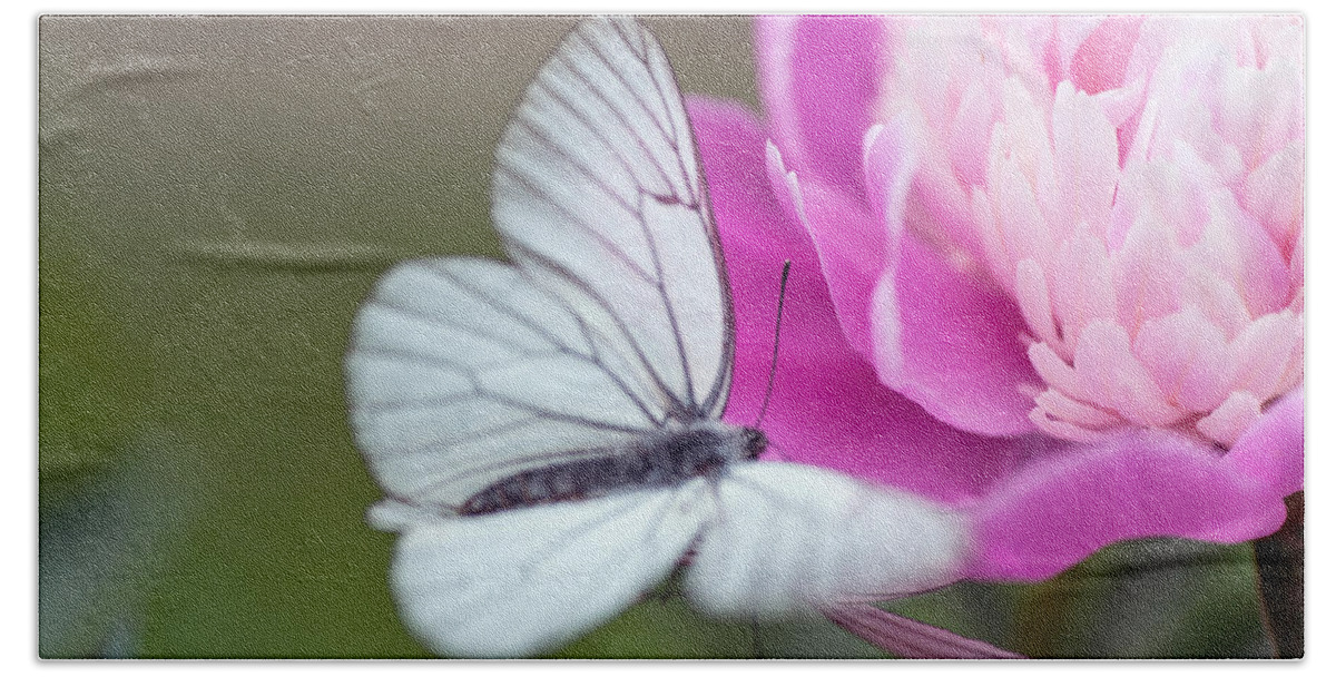 Flower Beach Towel featuring the photograph Butterfly Love Dance on Peony by Jenny Rainbow