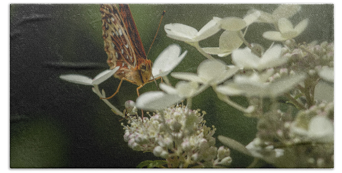 Butterfly Beach Towel featuring the photograph Butterfly on a Hydrangea - Great Spangled Fritillary No. 1 by Belinda Greb
