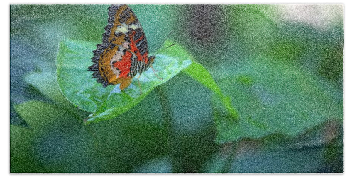 8350 Beach Towel featuring the photograph Butterfly on a Leaf by Gordon Elwell