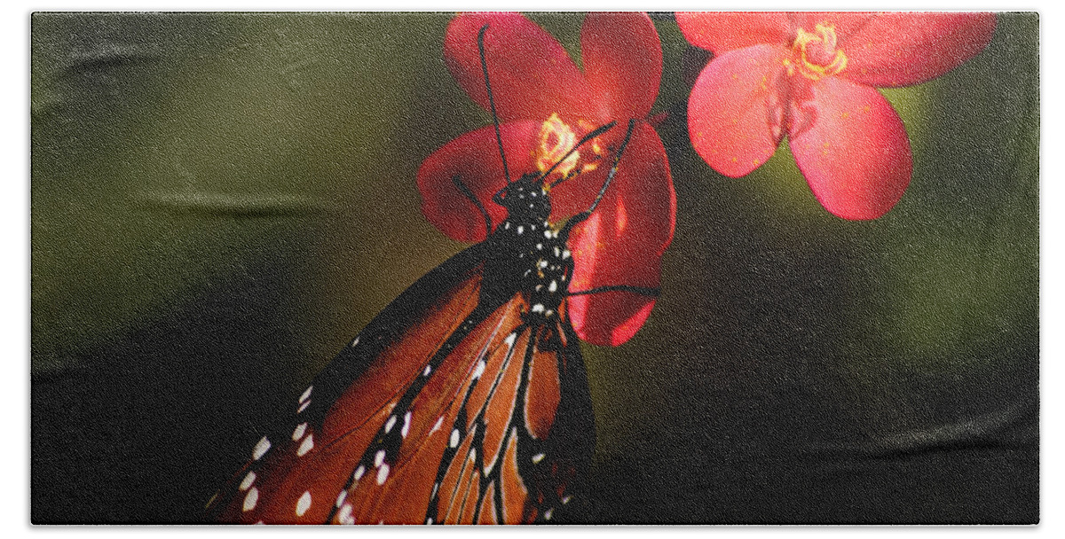 Butterfly Beach Sheet featuring the photograph Butterfly on Red Blossom by Penny Lisowski