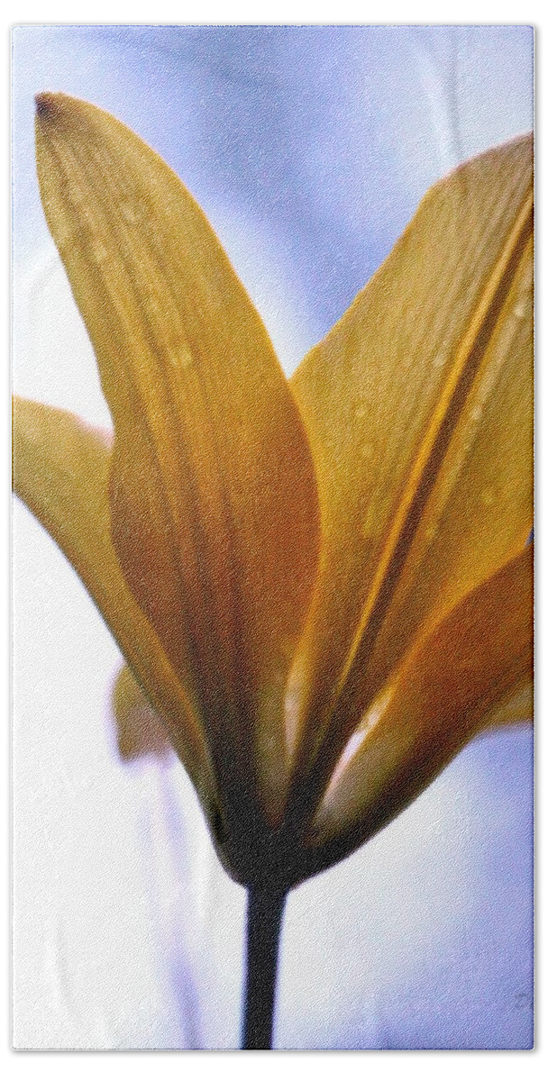 Day Lily Beach Towel featuring the photograph Buttersoft Droplets by Deborah Crew-Johnson