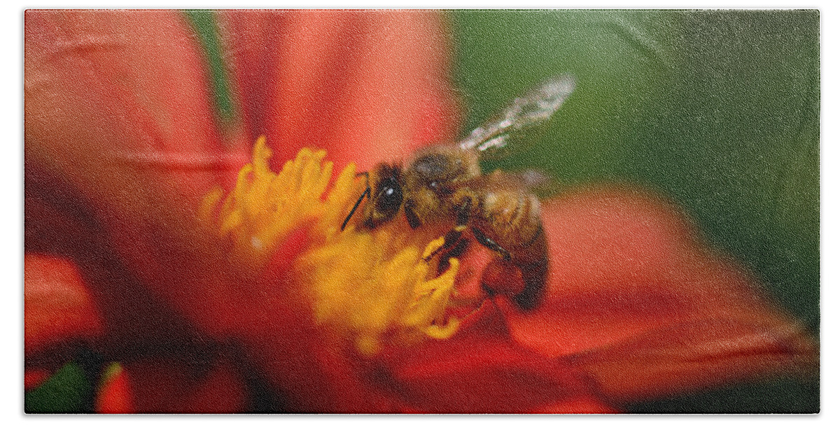 Bee Beach Towel featuring the photograph Buzz Is The Word by Donna Blackhall