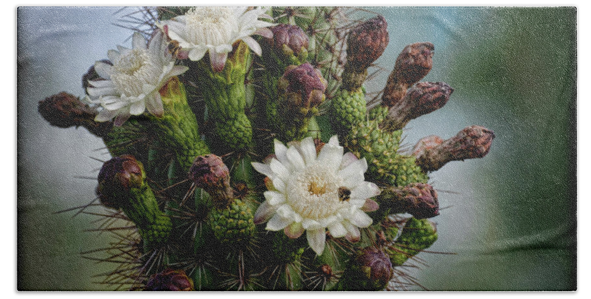 Organ Pipe Cactus Flowers Beach Sheet featuring the photograph Cacti Bouquet by Saija Lehtonen