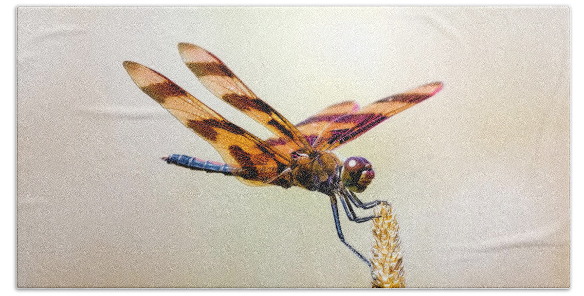 Dragonfly Beach Towel featuring the photograph Calico Pennant Dragonfly by Bill and Linda Tiepelman