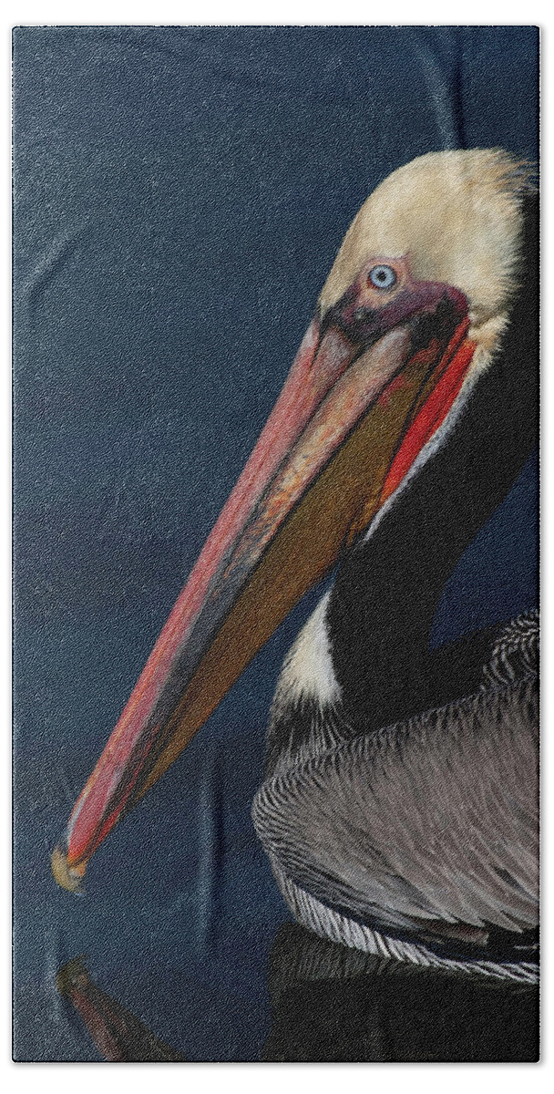 California Brown Pelican Beach Towel featuring the photograph California Brown Pelican Portrait by Ram Vasudev